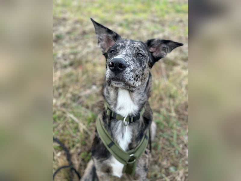 LOKI möchte dein Herz erobern!