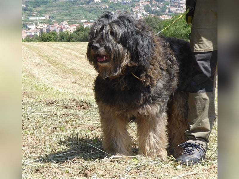 Tro ein großer Schmusebär