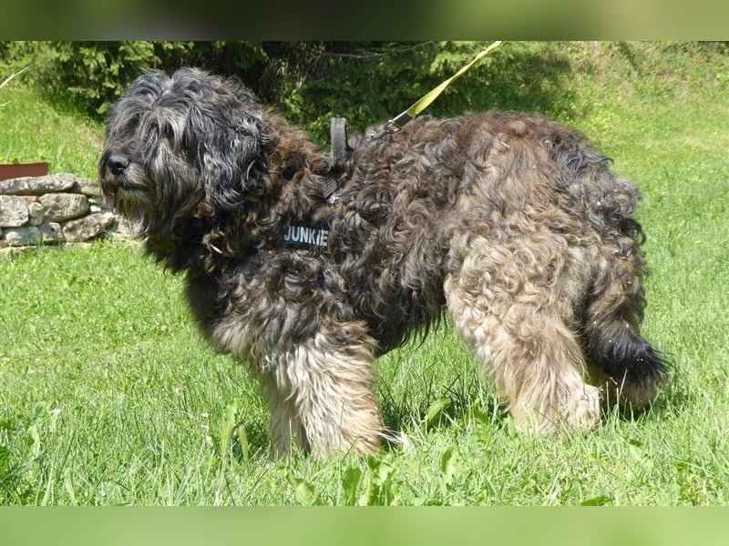 Tro ein großer Schmusebär