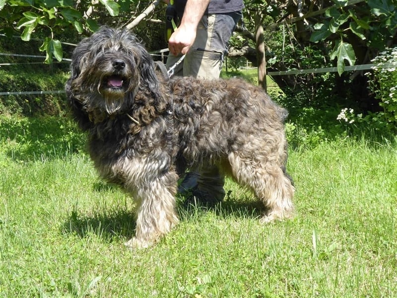 Tro ein großer Schmusebär