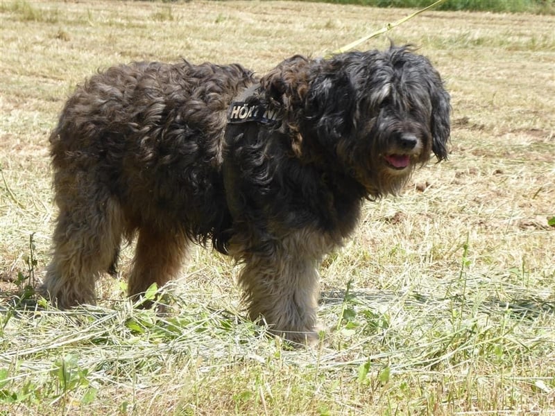 Tro ein großer Schmusebär