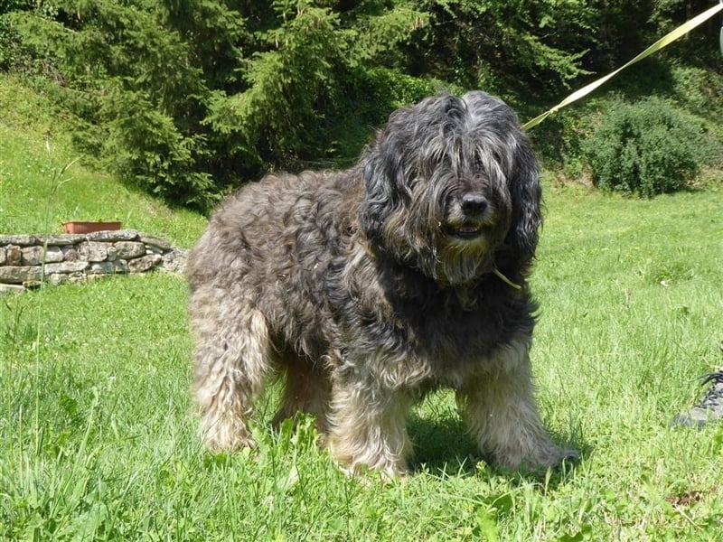 Tro ein großer Schmusebär