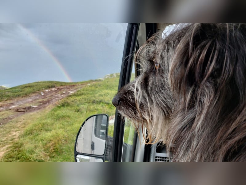 Balou wartet auf sein Für-Immer-Zuhause