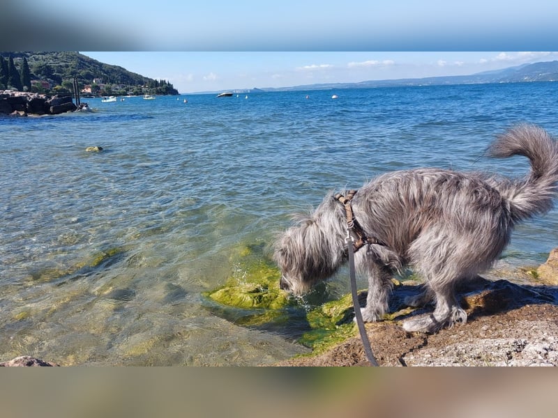 Balou wartet auf sein Für-Immer-Zuhause