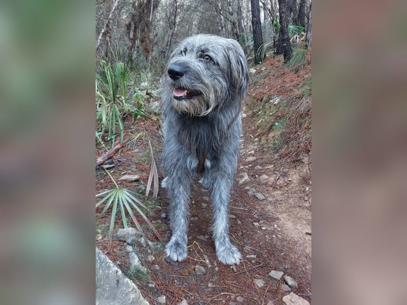 Balou wartet auf sein Für-Immer-Zuhause
