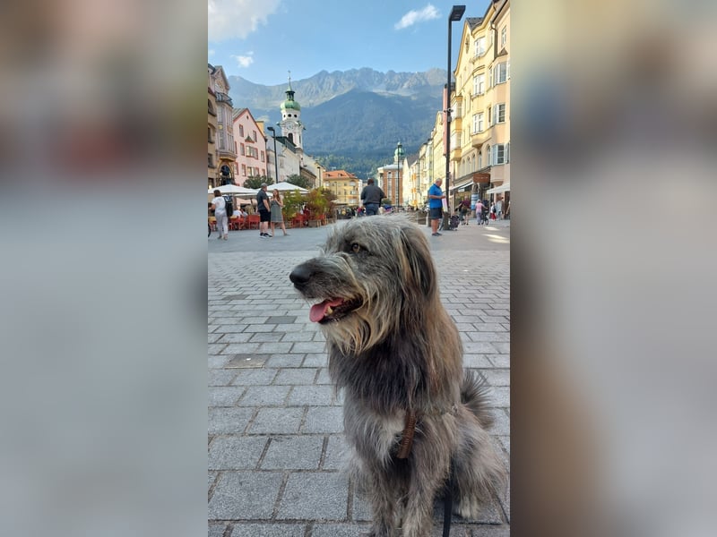 Balou wartet auf sein Für-Immer-Zuhause