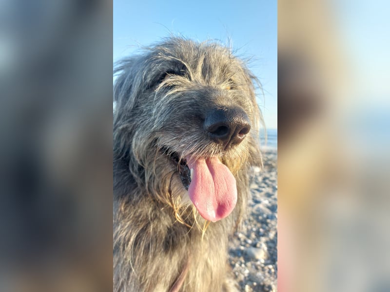 Balou wartet auf sein Für-Immer-Zuhause