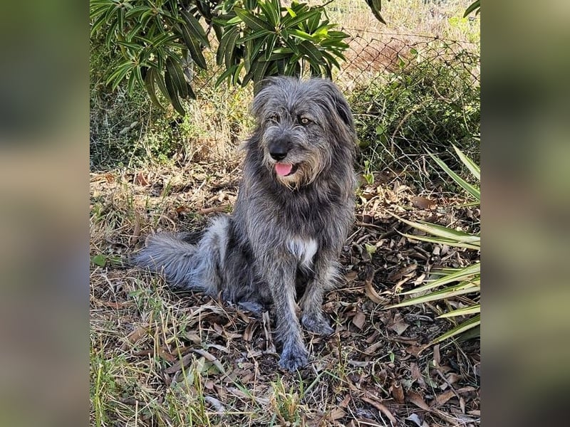 Balou wartet auf sein Für-Immer-Zuhause