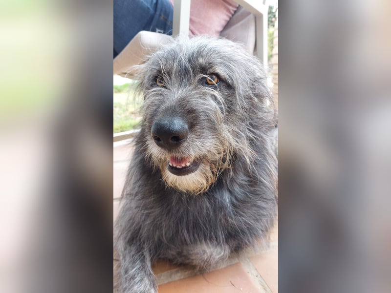 Balou wartet auf sein Für-Immer-Zuhause