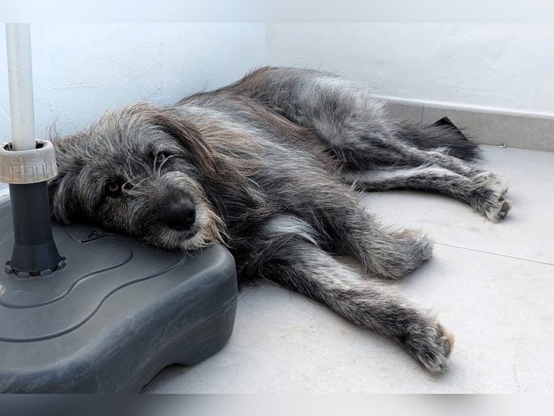 Balou wartet auf sein Für-Immer-Zuhause