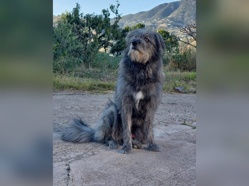 Balou wartet auf sein Für-Immer-Zuhause
