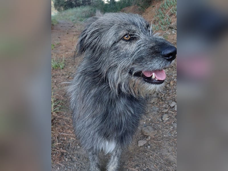 Balou wartet auf sein Für-Immer-Zuhause