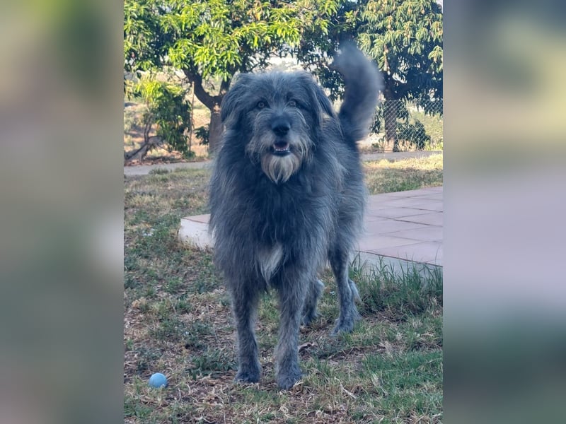 Balou wartet auf sein Für-Immer-Zuhause