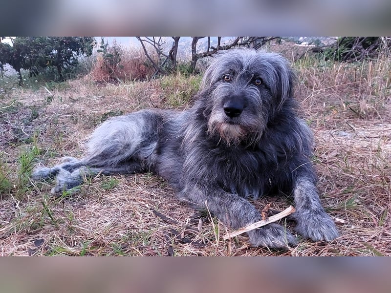 Balou wartet auf sein Für-Immer-Zuhause