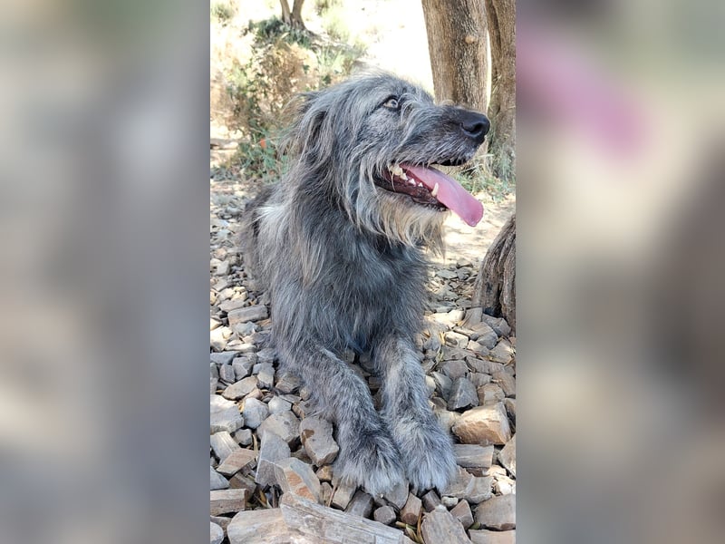 Balou wartet auf sein Für-Immer-Zuhause