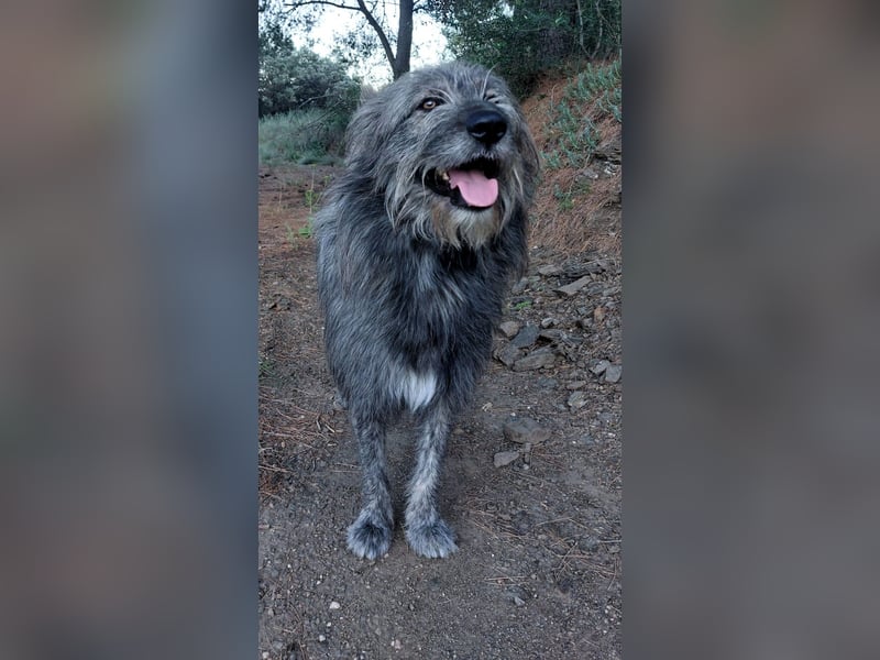 Balou wartet auf sein Für-Immer-Zuhause