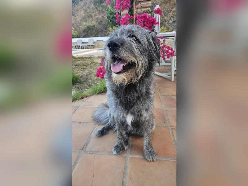 Balou wartet auf sein Für-Immer-Zuhause