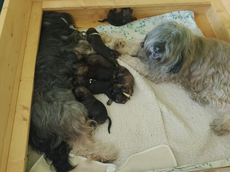 VDH Welpen  "Katalanischer Schäferhund" -"GOS D`ATURA CATALÀ" seltene Rasse
