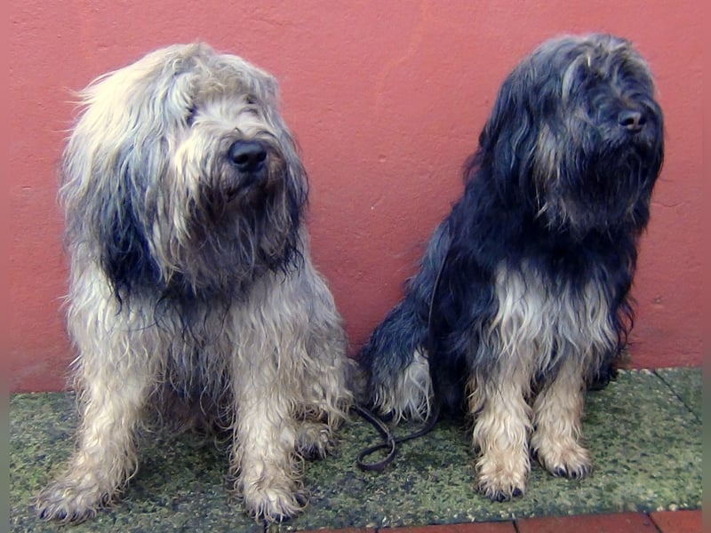 VDH Welpen  "Katalanischer Schäferhund" -"GOS D`ATURA CATALÀ" seltene Rasse