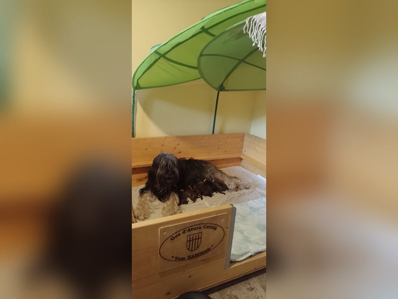 VDH Welpen  "Katalanischer Schäferhund" -"GOS D`ATURA CATALÀ" seltene Rasse