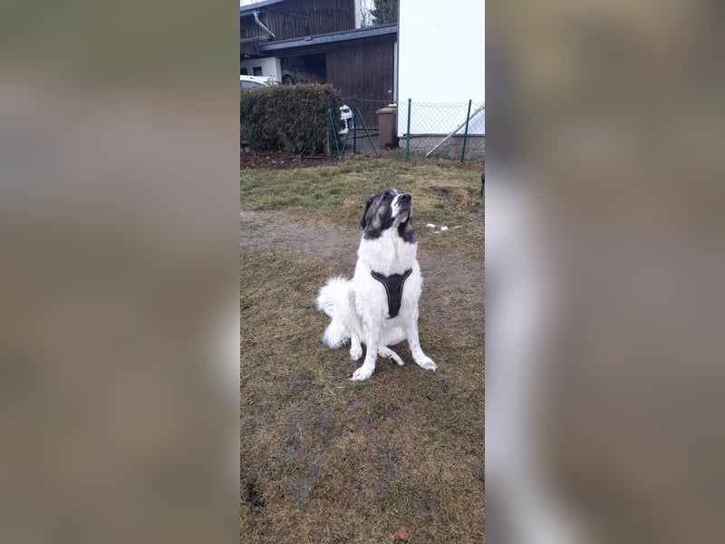 Kaukasen Weibchen zu Verkaufen