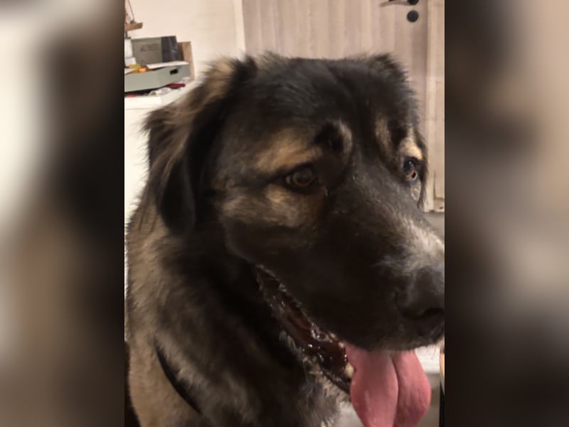 Kaukasischer Owtscharka Rüde 1 1/2 Jahre