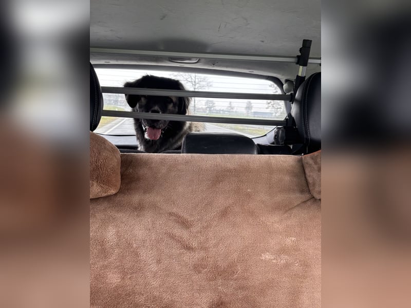 Kaukasischer Owtscharka Rüde 1 1/2 Jahre