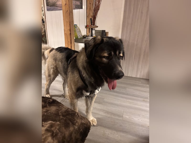 Kaukasischer Owtscharka Rüde 1 1/2 Jahre