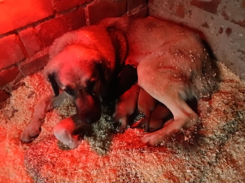 ! Kangal Alabai Kaukasischer Owtscharka Herdenschutzhund Welpen !