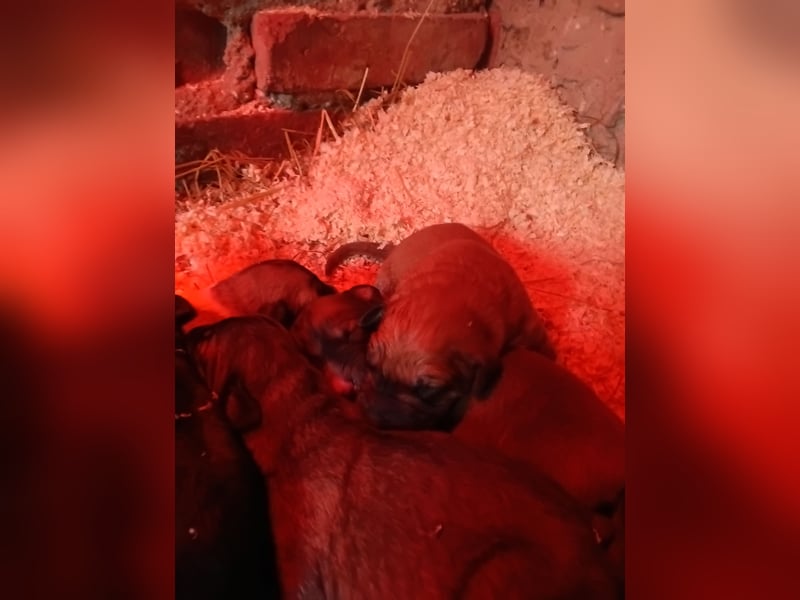 ! Kangal Alabai Kaukasischer Owtscharka Herdenschutzhund Welpen !