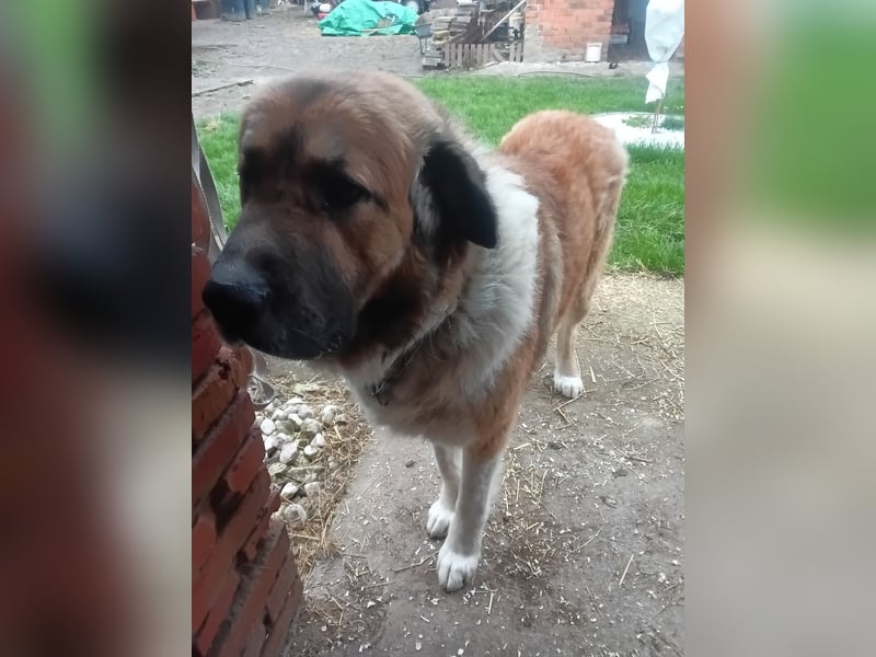 ! Kangal Alabai Kaukasischer Owtscharka Herdenschutzhund Welpen !