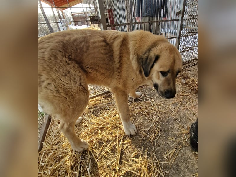 Nagy Maci von kettenlos