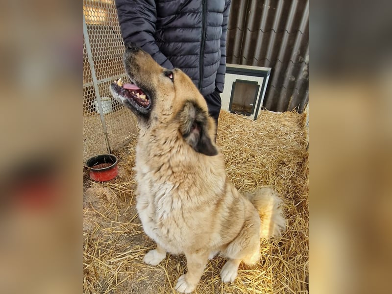 Nagy Maci von kettenlos