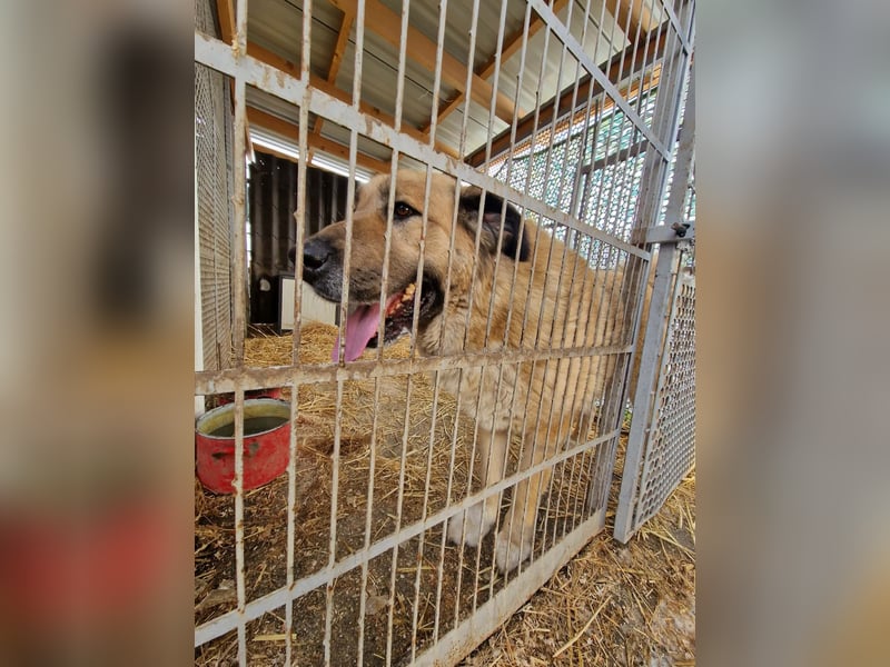 Nagy Maci von kettenlos