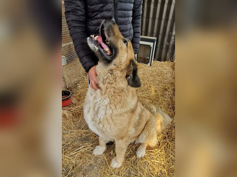 Nagy Maci von kettenlos