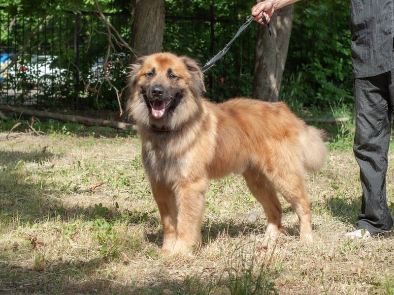 ENEY Treue Seele (Ukraine)