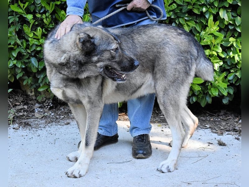 Margherito - Das gestohlene Leben