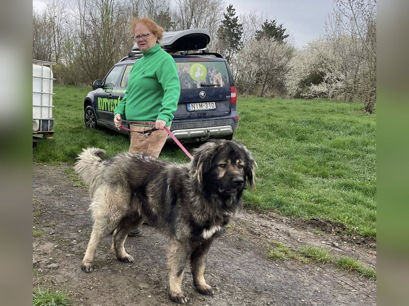 Ural, Kaukase sucht ländliche Umgebung