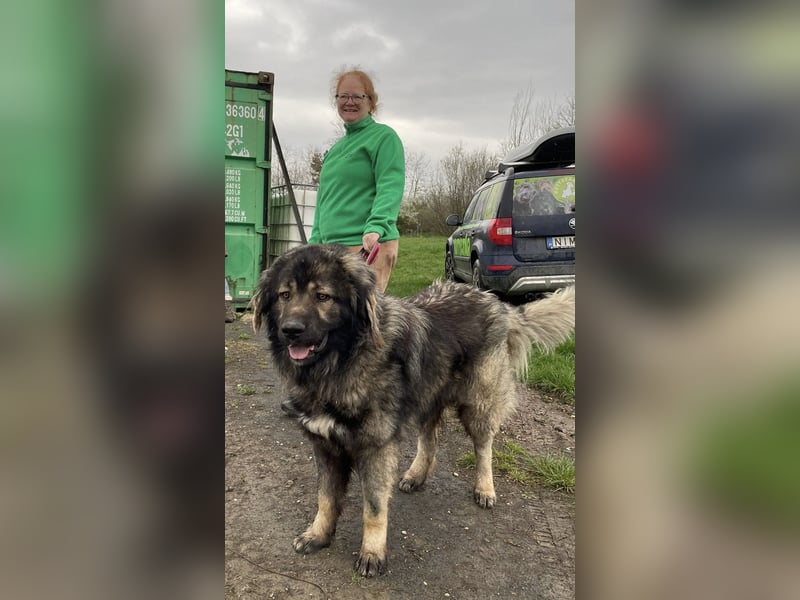 Ural, Kaukase sucht ländliche Umgebung