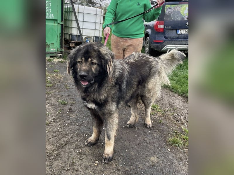 Ural, Kaukase sucht ländliche Umgebung