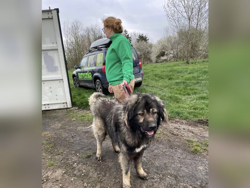 Ural, Kaukase sucht ländliche Umgebung