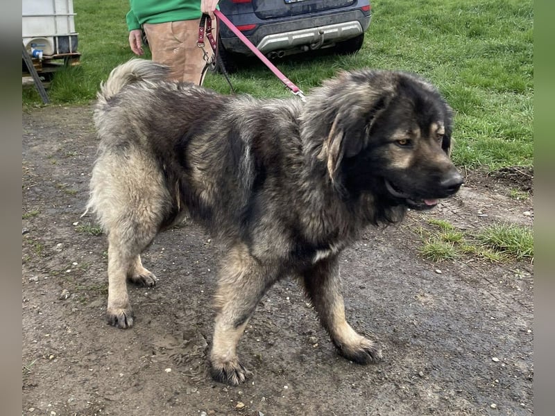 Ural, Kaukase sucht ländliche Umgebung