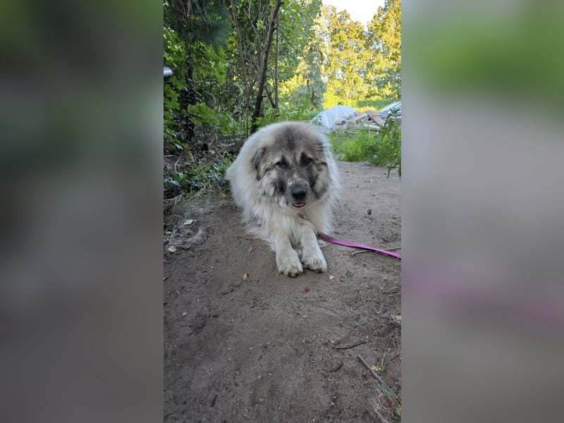 Max – Jung, klug, loyal