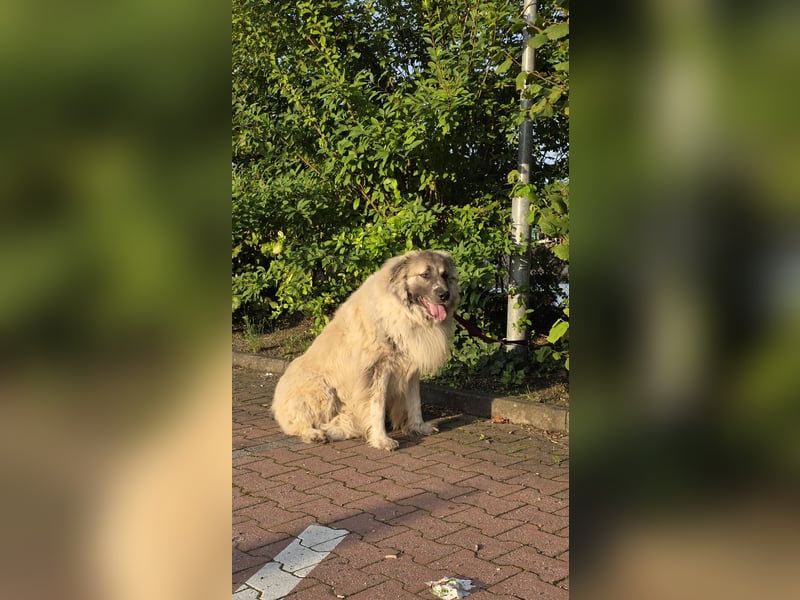 Max – Jung, klug, loyal
