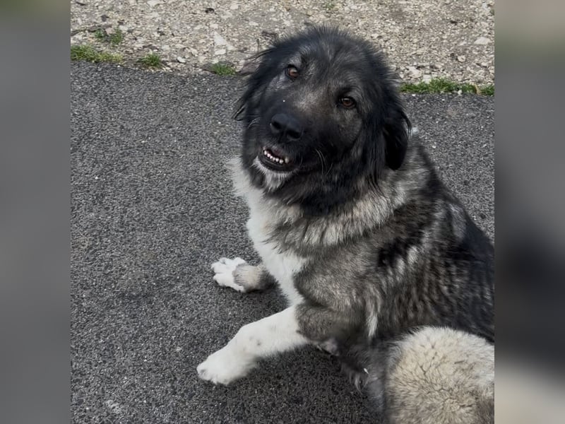 IRINA - HERDENSCHUTZHUND