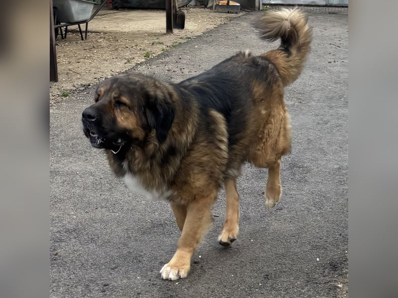 JEGOR - KAUKASEN-RÜDE SUCHT FAMILIE