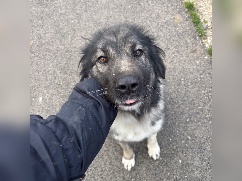 IRINA - HERDENSCHUTZHUND