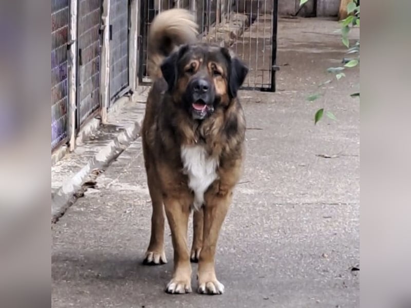 JEGOR - KAUKASEN-RÜDE SUCHT FAMILIE