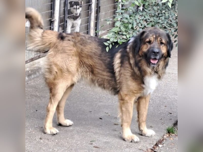 JEGOR - KAUKASEN-RÜDE SUCHT FAMILIE