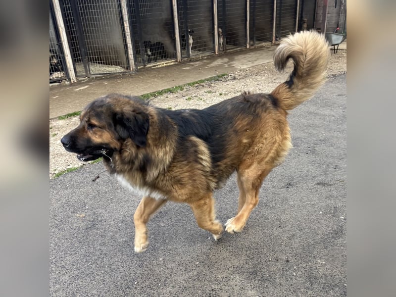 JEGOR - KAUKASEN-RÜDE SUCHT FAMILIE